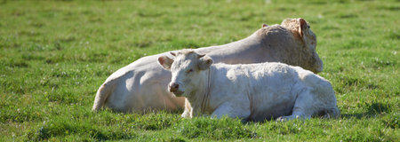 Two white cows roaming and resting on sustainable farm in pasture field in countryside. Raising and breeding livestock animals in agribusiness for free range organic cattle and dairy industryの写真素材