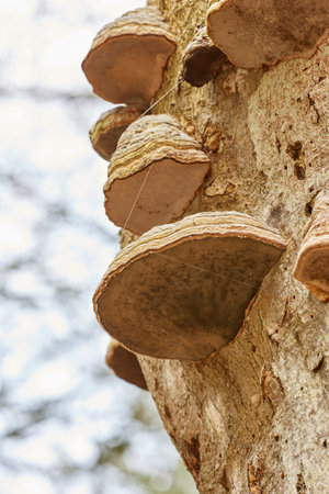 Closeup from multiple hoof fungus fomes fomentarius growing on an old tree from below with spider...