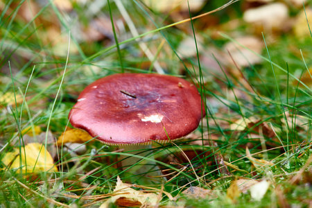 Closeup of red mushroom fungi or toadstool growing in damp and wet grass in remote forest, woods or meadow field. Texture detail of edible russulaceae used for medicinal herbs and traditional healingの写真素材