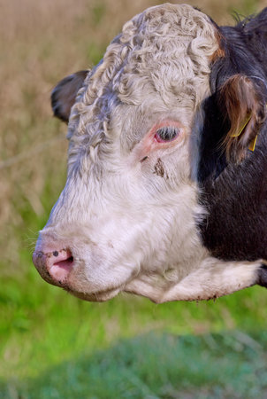 Closeup of a hereford cow alone on a farm pasture. Headshot of a sad bull grazing on lush green grass on rural farmland. Raising free range cattle for organic meat and dairy agriculture industryの写真素材