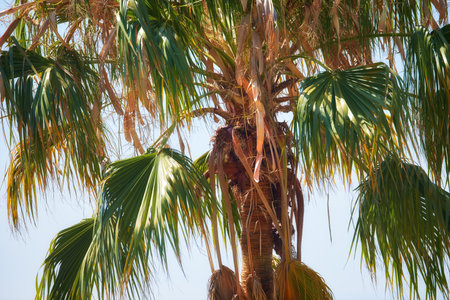 Below view of one palm tree branches and leaves against a blue sky background outside during summer vacation, holiday abroad and overseas. Low angle of a coconut plant growing in tropical environmentの写真素材
