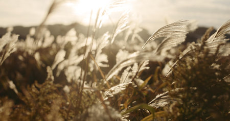 Reed plant, nature and landscape with sunshine, closeup of weeds and breeze, natural background and environment. Lens flare, lake or riverbank with sun, grass and Earth with travel and locationの写真素材