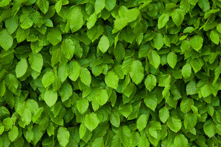 Leaves, plants and outdoor foliage or nature environment in woods ecosystem with greenery,...