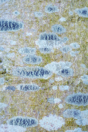 Tree, bark and closeup in nature environment with pattern or texture in forest outdoor with moss,...