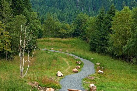 Pathway, landscape or forest with trees in countryside for travel, adventure and grass with rocks in...