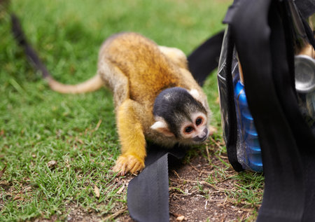 Monkey, outdoor and grass in nature at zoo sanctuary for rehabilitation care with bag for curiosity, habitat or wildlife. Animal, black capped squirrel primate and Indonesia, travel or environmentの写真素材
