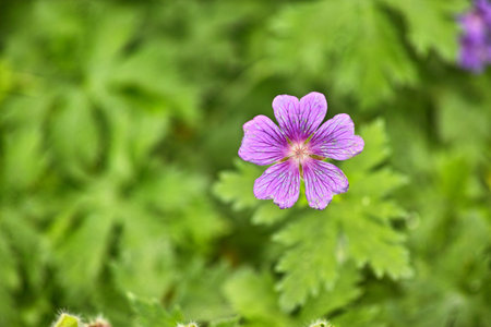Flower, cranesbill and petals in bloom for spring, outdoor and growth in garden, backyard and...