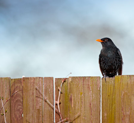 Black bird, outdoors and outside on wooden fence, avian and wild animal in natural environment. Common species, dark and native to northern hemisphere, wilderness and birdwatching or birdingの写真素材