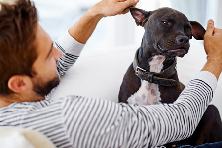 Man, dog and play on couch in home, love and bonding with animal on weekend for fun or relax. Male...