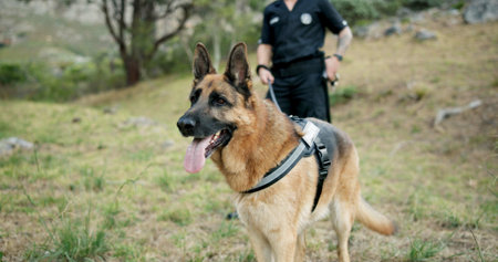 Police man, dogs and at crime scene on field, first responder and law enforcement for investigation...