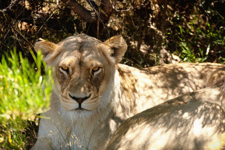 Lioness, animal or face of wild cat in forest, grass or nature by pasture for camouflage in South Africa. Safari, travel or predator under tree for shade in environment, sunshine or wildlife locationの写真素材