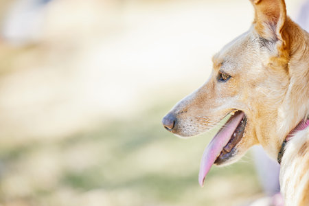 Dog, loyalty and mockup for animal, pet and friendly in garden for outdoor walk, playful or cute in summer. Relax, alone and tongue for puppy in yard, love and fur for companion, health or wallpaperの写真素材