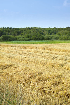 Natural, harvest or agriculture in countryside with wheat, landscape for growth in spring....