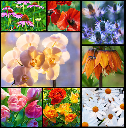 Collage, variety and flowers with colorful in nature for blossom with daisy, orchid and roses. Composite, range and natural with sunflower for bloom in montage with plants in beauty in outsideの写真素材
