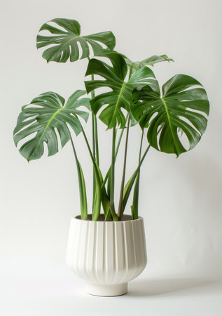 Pot plant, nature and decoration with sustainability and growth on white studio background. Monsteraの素材