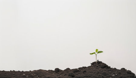 Seedling, grow and plant in soil, earth and bokeh in environment, farm and leaves in nature outdoorの素材