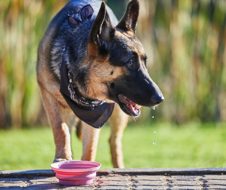 German shepherd, dog and drinking water in garden, nature and outdoor for adventure in morning with health. Pet, rescue animal and bowl on ground at park, countryside and backyard by lawn in springの写真素材