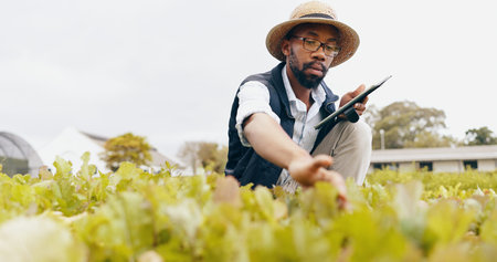 Black man, tablet and farming in greenhouse for harvest, production or inspection of crops or resources in nature. African male person with technology in agriculture for natural or fresh produceの写真素材