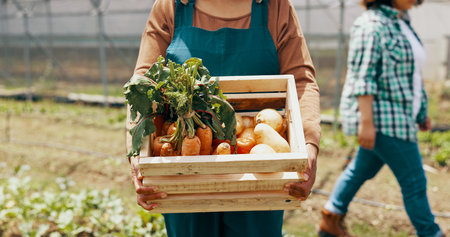 Person, vegetable and box in greenhouse for farming agriculture, supply chain or countryside. Worker, carrots and onion in box as gardening supplier for wellness food or environment, growth or landの写真素材
