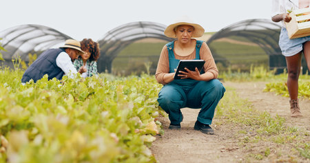 Woman, tablet and inspection or teamwork for agriculture production, supply chain or quality control. Mature person, technology and vegetable check on land for sustainability, nutrition or greenhouseの写真素材