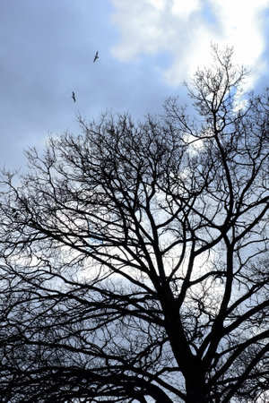 Trees, park and winter snow in outdoor, woods and birds for ecosystem or calm nature in forest. Branches, countryside and frost on cold weather vacation, holiday and serene season or travel aestheticの写真素材