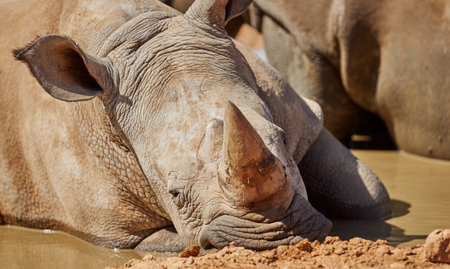 Black rhino, outdoor and nature in water, together and safety at sustainable game park for conservation. Animal, ecology and environment with mud bath with protection from poaching in South Africaの写真素材