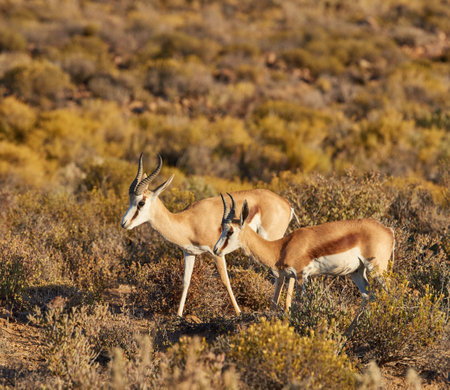 Impala, nature and outdoor for walk on savannah with pair, sunshine or summer in safari park. Animal, buck and indigenous wildlife in bush, grass field or environment for conservation in South Africaの写真素材