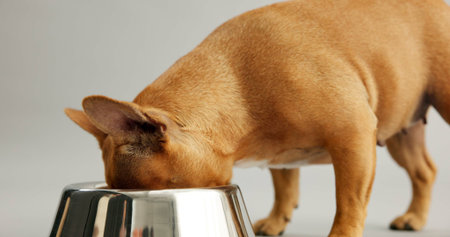 French bulldog, hungry and bowl for eating in studio for nutrition, diet and wellness by white...