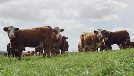Agriculture, cattle and farm with cow herd on field for grazing on grass in meadow or pasture. Beef,...