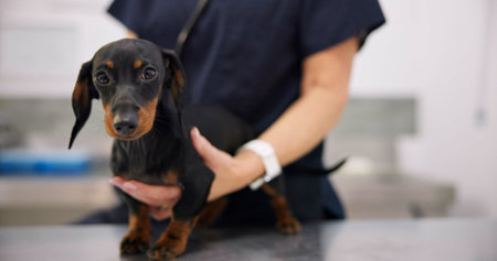 Hands, clinic and dog with doctor for healthcare or medical checkup, consultation and vaccine. Person, veterinarian and animal on portrait for medicine in tablet with support, care and welfareの写真素材