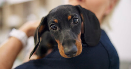 Sick, clinic and dog with doctor for healthcare or medical checkup, consultation and vaccine. Person, veterinarian and animal on portrait for medicine with support, care and welfare for healingの写真素材