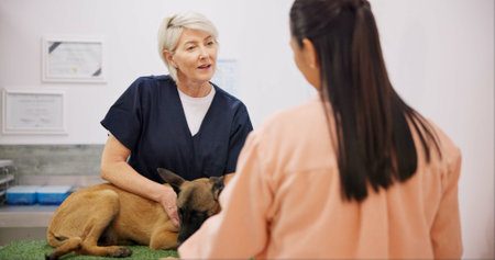 Vet, doctor and dog with woman in animal checkup, hospital and veterinary healthcare and insurance. Pet patient, mature professional and diagnosis examine, puppy wellness and help with ownerの写真素材