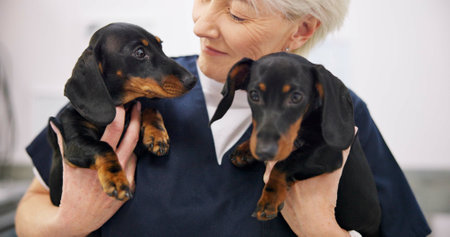 Happy, mature and woman with dogs in vet for professional care or wellness, behavior therapy and animal treatment. Canine healthcare, holistic veterinary medicine and check up for pet dachshund.の写真素材