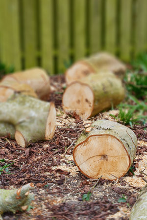 Wood, tree trunk and outdoor for timber, ground and ring for fuel, heat and material for...