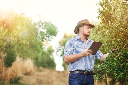 Vineyard, farmer and man with tablet, plants and check quality of harvest, industry and digital app. Person, outdoor and guy with technology, sustainability and summer with inspection and agricultureの写真素材