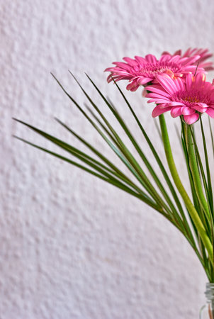 Flowers, home and floral decoration for healthy environment, sustainable and house plants. Daisy, botanical and green for eco friendly building or wall background in apartment, leaves and bloomingの写真素材