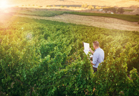 Farmer, man and clipboard in vineyard, outdoor and reading for growth, development or progress in summer. Person, checklist and plants for grapes, sustainability or inspection for wine productionの写真素材