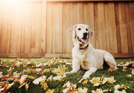 Happy dog, relax and labrador with grass field in autumn season of golden retriever in backyard. Wooden fence with animal, canine or playful companion and loyal breed or pet lying on floor in natureの写真素材