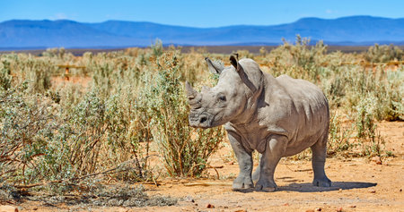 Rhino, walking and environment in natural habitat in African national park, wildlife and safari in outdoor nature . White rhinoceros, herbivore animal and targeted by poachers for indigenous horns.の写真素材