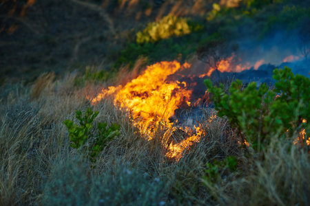 Wild fire, flames and dry season with environment, danger and nature with smoke, forest and burn. Outdoor, empty and woods with trees, landscape and risk with natural disaster, field and emergencyの写真素材
