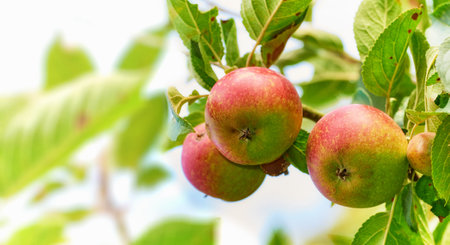 Outdoor, tree and apple for harvest in agriculture for nutrition, health and organic in Virginia. Fruit, green and environmental with sustainability, crop and plantation for food production at farmの写真素材