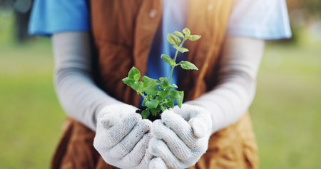 Hands, woman or plants with nature, sustainability or earth day with carbon footprint. Closeup, person or seedling for environment, support or climate change with sapling, new tree life or green leafの写真素材