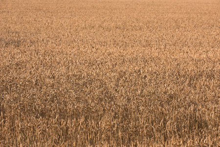 Wheat field, landscape and farming with nature in countryside, sustainability and growth for...