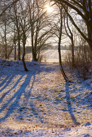 Snow, trees and sunrise with scenic, winter and landscape for Denmark nature background. Environment, sunshine and rural chill for christmas holiday, tranquil frost and peaceful ice oak with serenityの写真素材