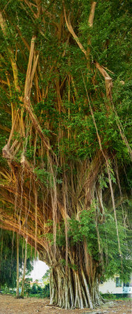 Landscape, tree and nature in Hawaii with leaves for geology, sustainability and tropical vacation. Woods, biodiversity and banyan species in forest on island for travel and tourism with environmentの写真素材