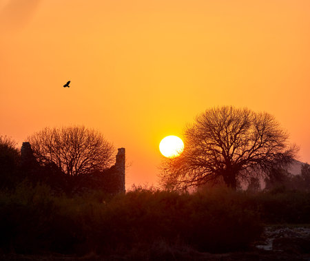 Outdoor, sunset and silhouette of nature, trees and scenery of location, plants and environment in landscape. Dark, sustainable and peace in woods, resort and eco friendly in destination or fresh airの写真素材