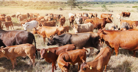 Farming, nature and cattle on grass, countryside and dairy industry for sustainability, agriculture...