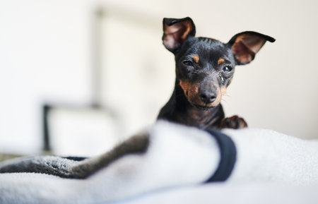 Bed, dog and pinscher in portrait for rest, comfortable and cozy for wellness with unique pet at home. Bedroom, miniature and animal as companion with loyalty, intelligent and curious personalityの写真素材