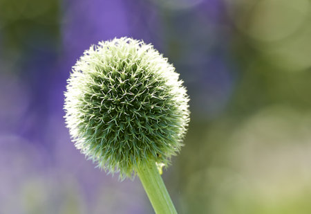 Summer, garden and globe thistle with environment for eco friendly, growth and herbal benefit. Plant, blooming and flora with Echinops in nature for sustainable, natural and alternative medicineの写真素材