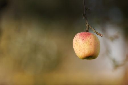 Nature, farm and apple on branch in orchard for growth, harvest and organic produce on trees. Agriculture, natural background and fruit for sustainability, ecology and healthy food in countrysideの写真素材